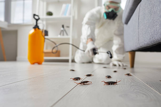 Post-Treatment Bed Bug Interceptor Monitoring in Smoke Rise